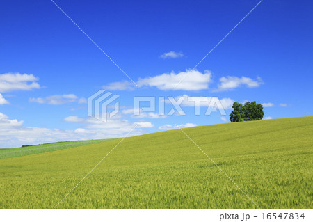 北海道　美瑛町　小麦畑と木立 16547834