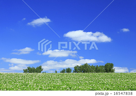 北海道　美瑛町　じゃがいも畑と木立 16547838