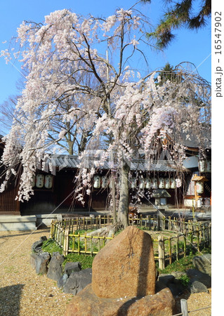 京都　縣神社　木の花桜 16547902
