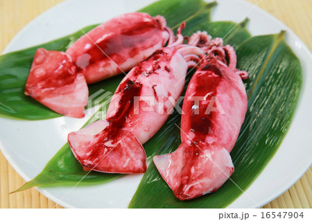 スルメイカ スルメイカ 16547904