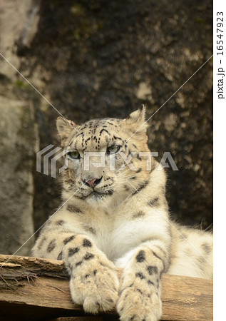 ユキヒョウ 16547923
