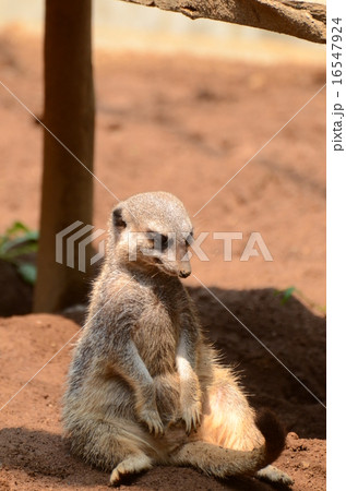 ミーアキャット48 ミーアキャット48 16547924