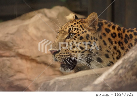 アムールヒョウ 16547925