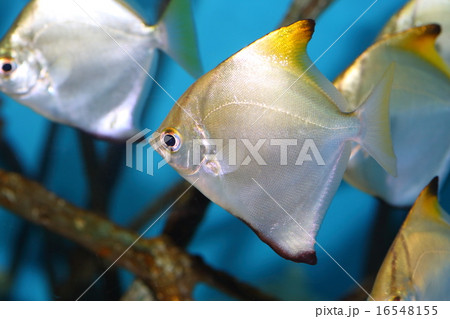 ヒメツバメウオの写真素材