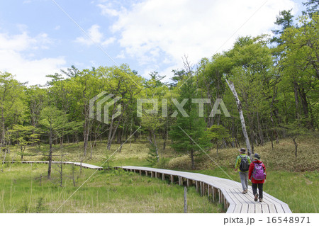 栃木県日光市 戦場ヶ原ハイキング 6月 の写真素材