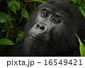 ゴリラ 16549421