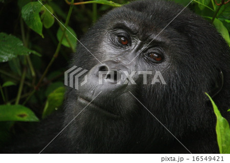 ゴリラ 16549421