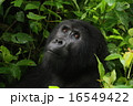 ゴリラ 16549422