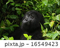 ゴリラ 16549423