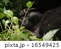 ゴリラ 16549425