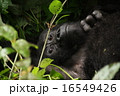 ゴリラ 16549426