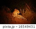 ヒョウ 16549431