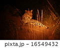 ヒョウ 16549432