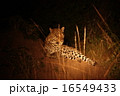 ヒョウ 16549433