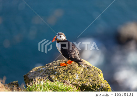 Atlantic puffin in Western Iceland Atlantic puffin in Western Iceland 16550131