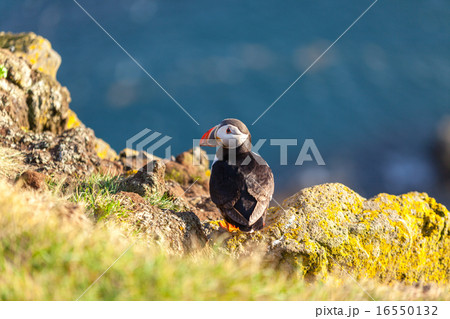 Atlantic puffin in Western Iceland 16550132