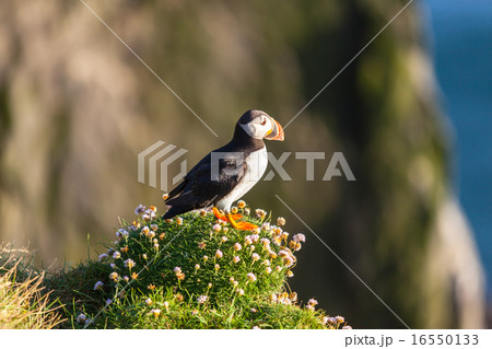 Atlantic puffin in Western Iceland 16550133