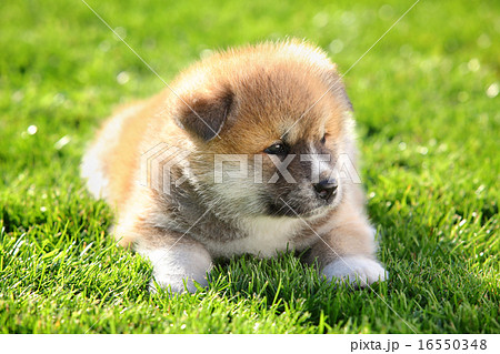 Pets, Akita Inu puppy dog 16550348