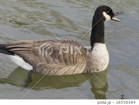 Cackling goose is screaming 16550364