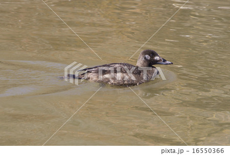 The white-winged scoter female 16550366