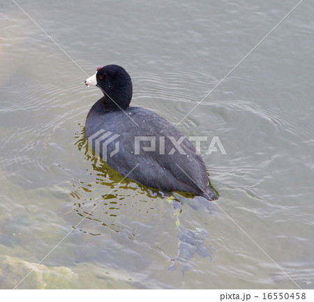 The American coot 16550458