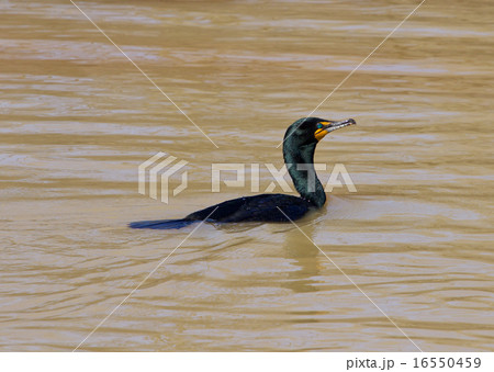 The cormorant 16550459