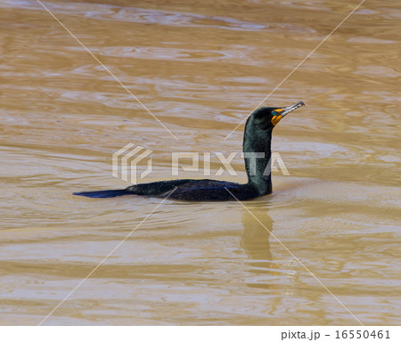 The confident cormorant 16550461