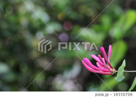 ツキヌキニンドウの花の蕾と木漏れ日 ツキヌキニンドウの花の蕾と木漏れ日 16550706