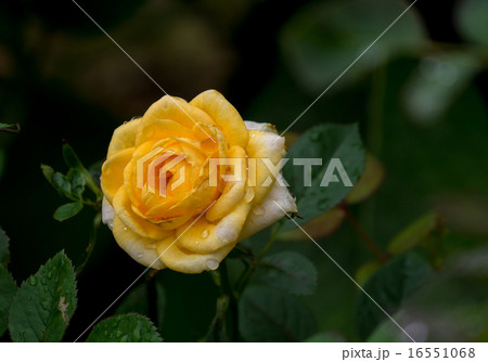 水滴が付いている満開の黄色いバラの花 水滴が付いている満開の黄色いバラの花 16551068