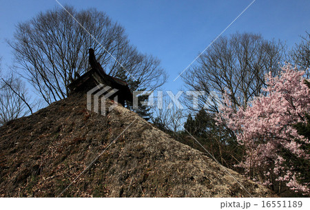 茅葺屋根と桜 茅葺屋根と桜 16551189