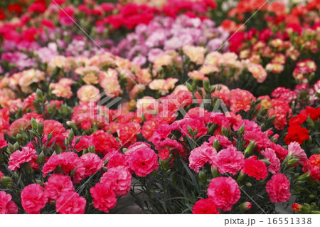 一面のカーネーション 16551338