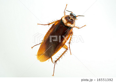 ワモンゴキブリ 16551392