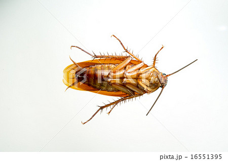 ワモンゴキブリ 16551395