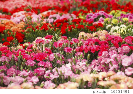 一面のカーネーション 16551491