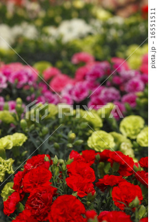 一面のカーネーション 16551511