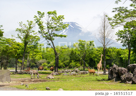 富士サファリパーク|富士山と動物 富士サファリパーク|富士山と動物 16551517