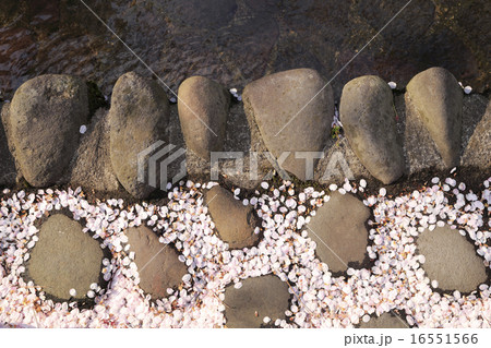 散り桜 散り桜 16551566