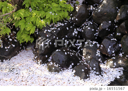散り桜 散り桜 16551567