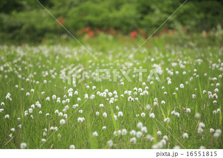 わたすげ 16551815