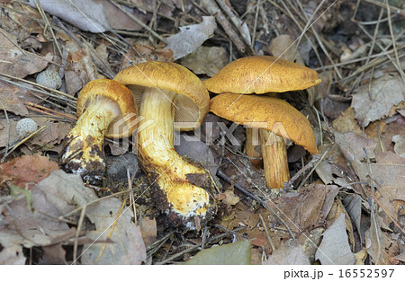 キンチャフウセンタケ 16552597