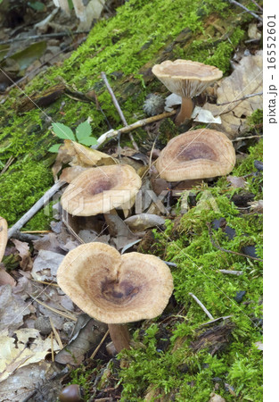 チョウジチチタケ 16552601
