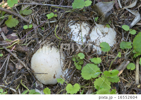 マクキヌガサタケ マクキヌガサタケ 16552604