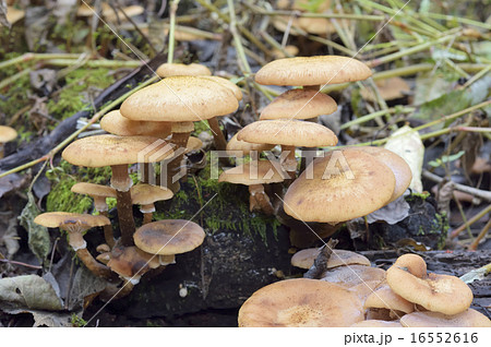 ナラタケ 16552616