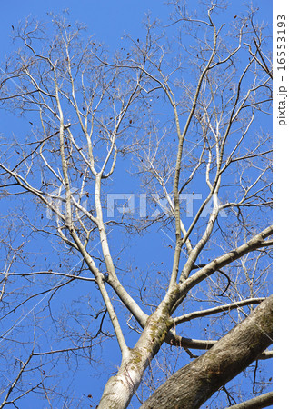 ムクノキ(椋木) ムクノキ(椋木) 16553193