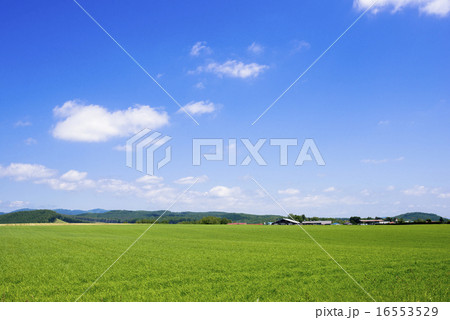 訓子府町の田園風景 訓子府町の田園風景 16553529