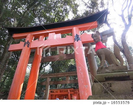 京都　伏見稲荷大社の鳥居 16553576