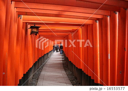 京都　伏見稲荷大社の鳥居 16553577