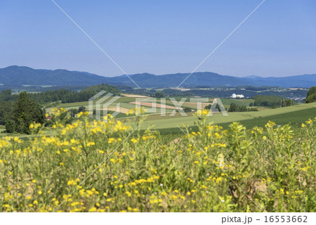 丘の町 美瑛の田園風景 丘の町 美瑛の田園風景 16553662