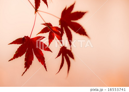 紅葉 16553741