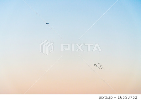 鳥と飛行機 16553752